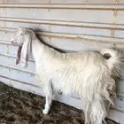 للبيع عنز حايل مغلقه ماقد ولدت وتيس جذع