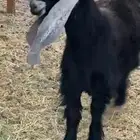 تيس صنف عمره 7شهور