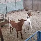 تيوس للبيع