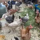 دجاج تركي وفيومي وبرهامي