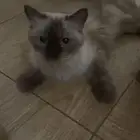 قطوه لتبني