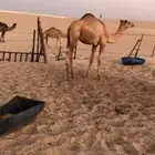 قعدان مفاريد للبيع