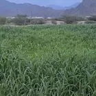 بني ثوعه قرية ال شاطية
