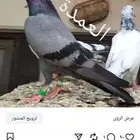 كالو تيدي