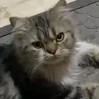 قطة بيت ضايعة