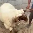 فحل فاخر منوة القناي مشروط القريع