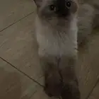 قطوه لتبني شيرازي تواصل