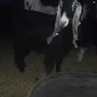 معزا ثوانت العدد 2 مع فحول ان شاء الله مضاريع