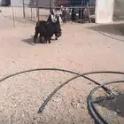معزا ثنوات العدد 2