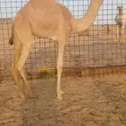 بكره للبيع امها منتج