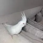 طير او كوكتيل يغرد واليف