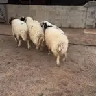 خمس خرفان نعيم