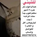 هملايا قولد للتبني معه اغراضه