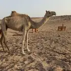 ناقه منتج بكره للبيع