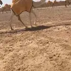 للبيع