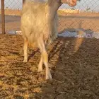 رخل صفرا برصا
