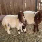 للبيع خروف ورخال هرافي