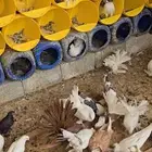بيع حمام متنوع جمله