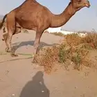 إبل للبيع