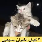 كيتن للتبني