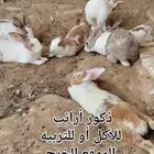ذكور أرانب بلديه الخرج