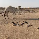 الزين ي هل الزين