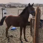 مهره شعبيه فاخره