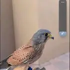 مطلب باشق أو شبوط