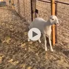 خروف مقفل شحم ابوه من حلال الجميلي