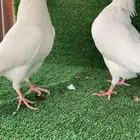 جوز غرانيق (البساكيت)