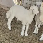 طلي