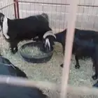 معزا مضاريع