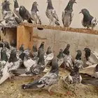 حمام باكستاني