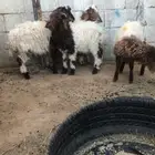 بهم