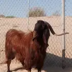 فحل قبرصي بيور