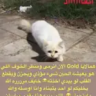للتبني هملايا قولد