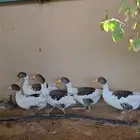 وز بلدي العمر سبع شهور صحه ممتازه