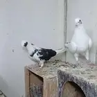 قطايف جوز معاريف ( تم البيع )