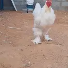 ديك براهما ابيض