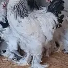 ديوك براهما