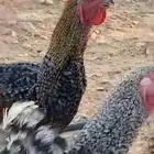 ديوك تركيه شبب الخرج