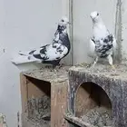 قطايف نمش صوافي ( تم البيع)