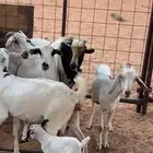 5 معزا بيشية وفحلها صنف