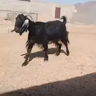 عنز مضرع فحص سونار
