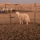 فحل حري جذع