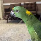 يلوناب للبيع