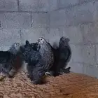 براهما