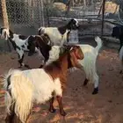 معزاء عدد13