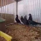 حمام قطايف مفحيح الحصان صوافي