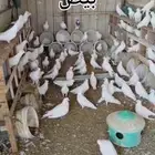 حمام لاحم منتج شبب الخرج